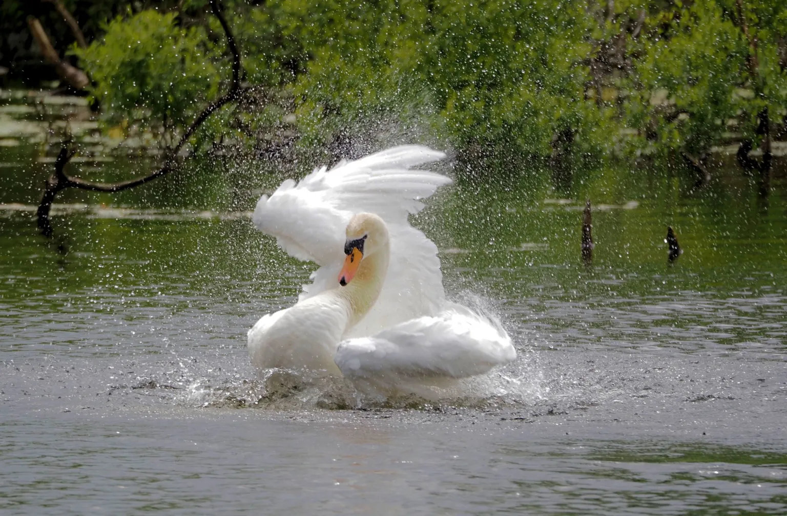 Gordon Clark A swam flapping its wing in a pond. There are bushes and trees in the background.