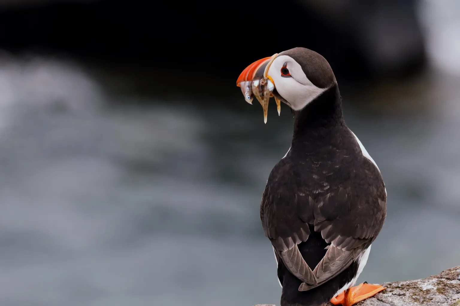 Jimmy Mason A puffin holding fish in its mouth. 