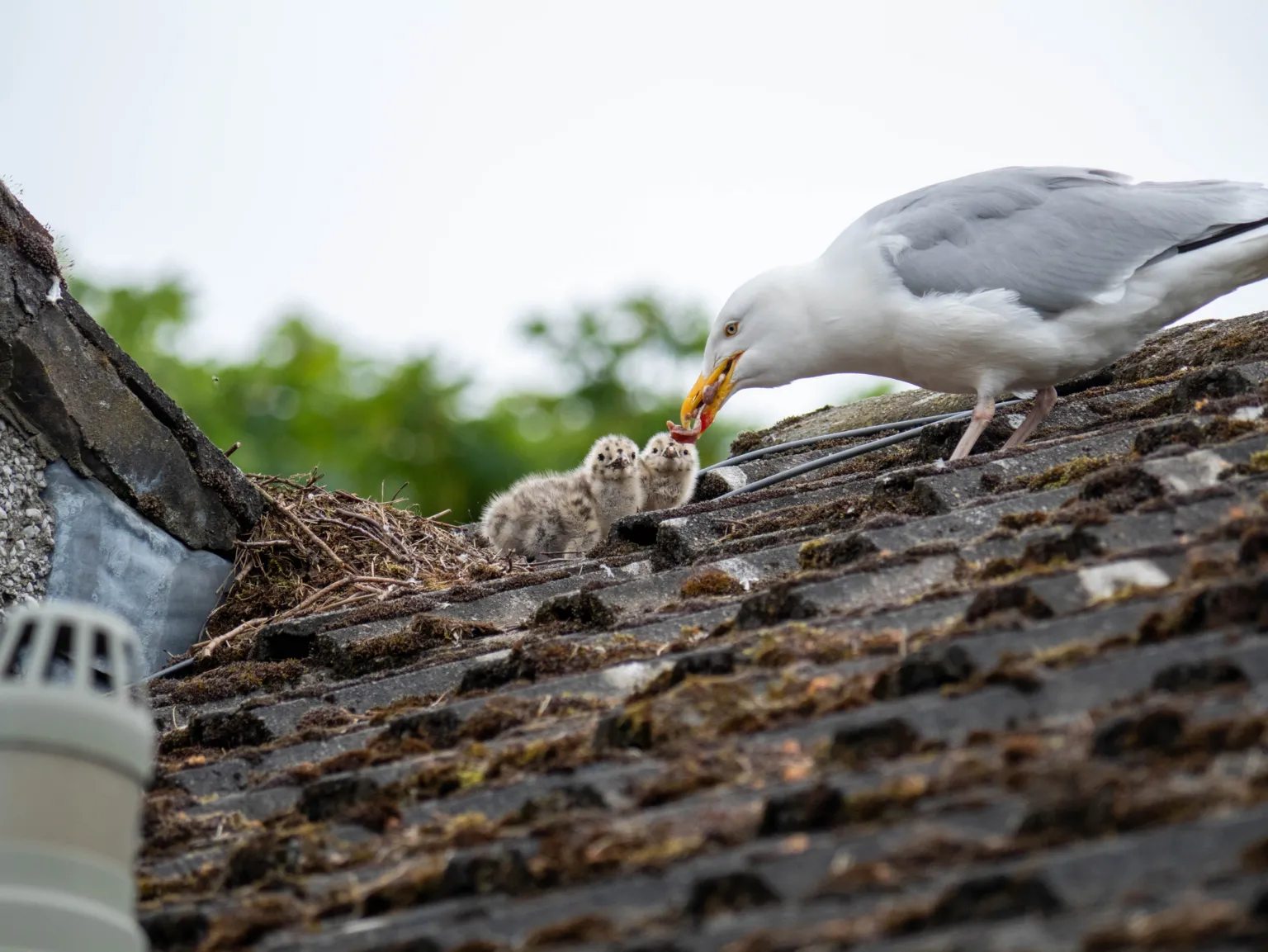 Malcolm Winter A seagull standing on a roof of a building feeding its two chicks.