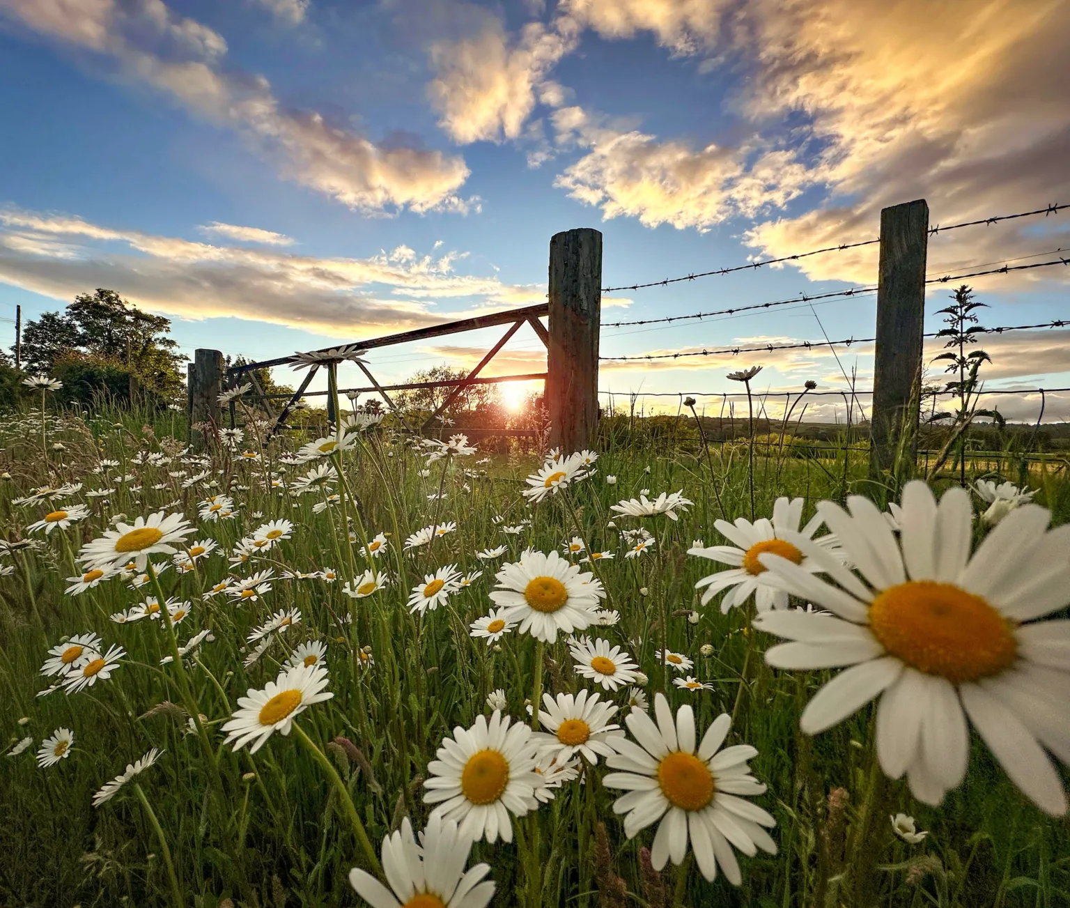 Nicola Forsyth Daisies in the grass in front of a wire fence. There are clouds in the sky and the coming through the trees. 