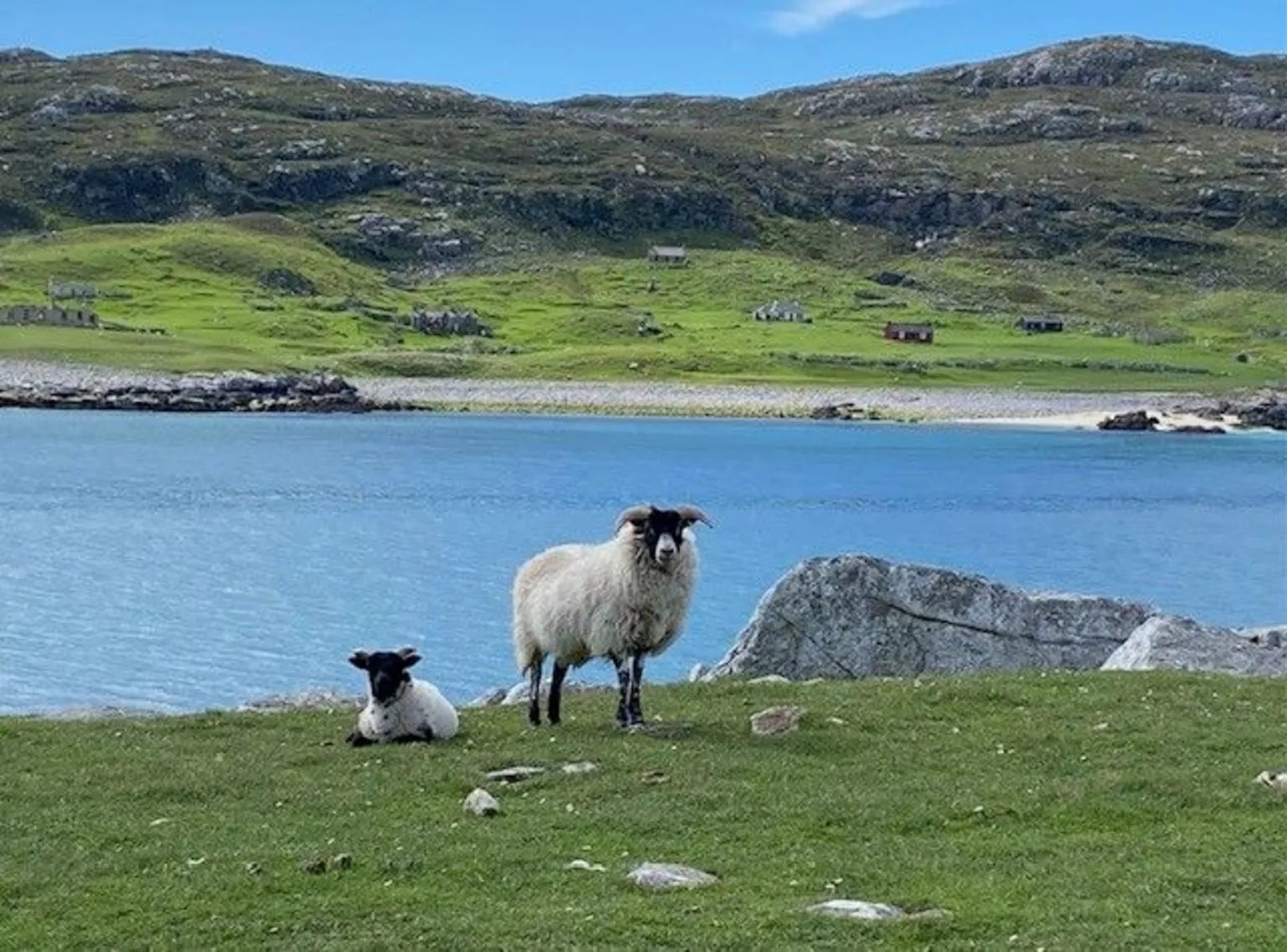 Steph Lamb An island with two sheep on the grass across the water. There are rocks poking through the grass and a sandy beach is in the background.