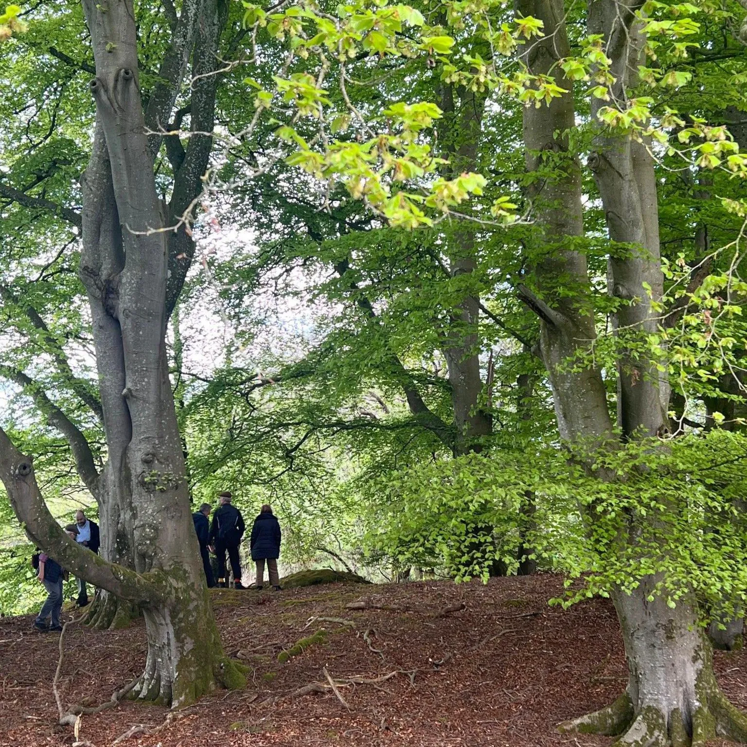 Robert Burns Ellisland Trust A woodland of trees with a group of people standing among them in the distance.