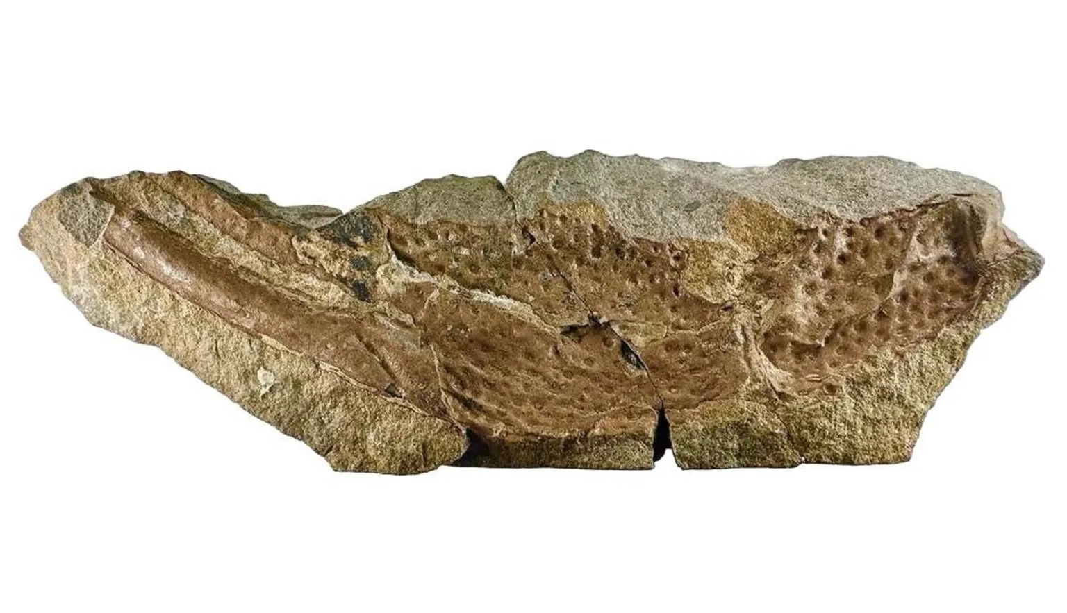 The Trustees of the Natural History Museum A digital image showing a piece of the Praercturus fossil which is a light brown colour.