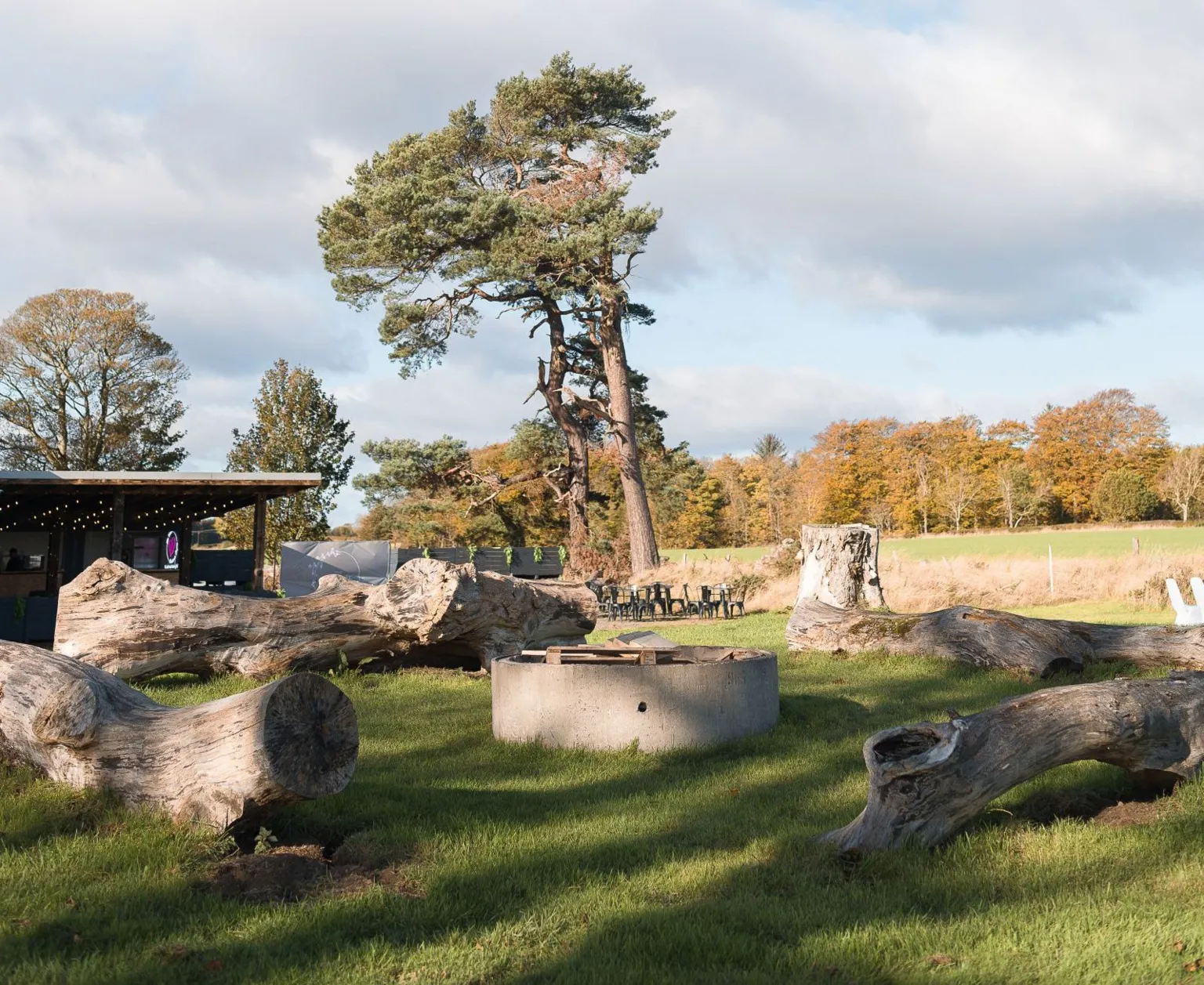 A fire pit with four large tree trunks surrounding it with trees in the background. 