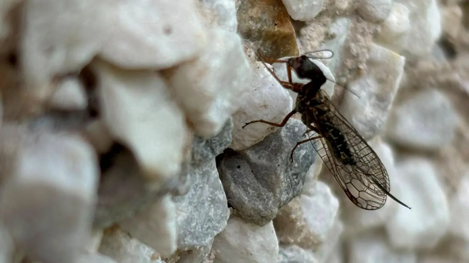 The snakefly has a long body and a head that resembles an ant's head. It has long, delicate wings. The insect is moving across a white, harled wall.