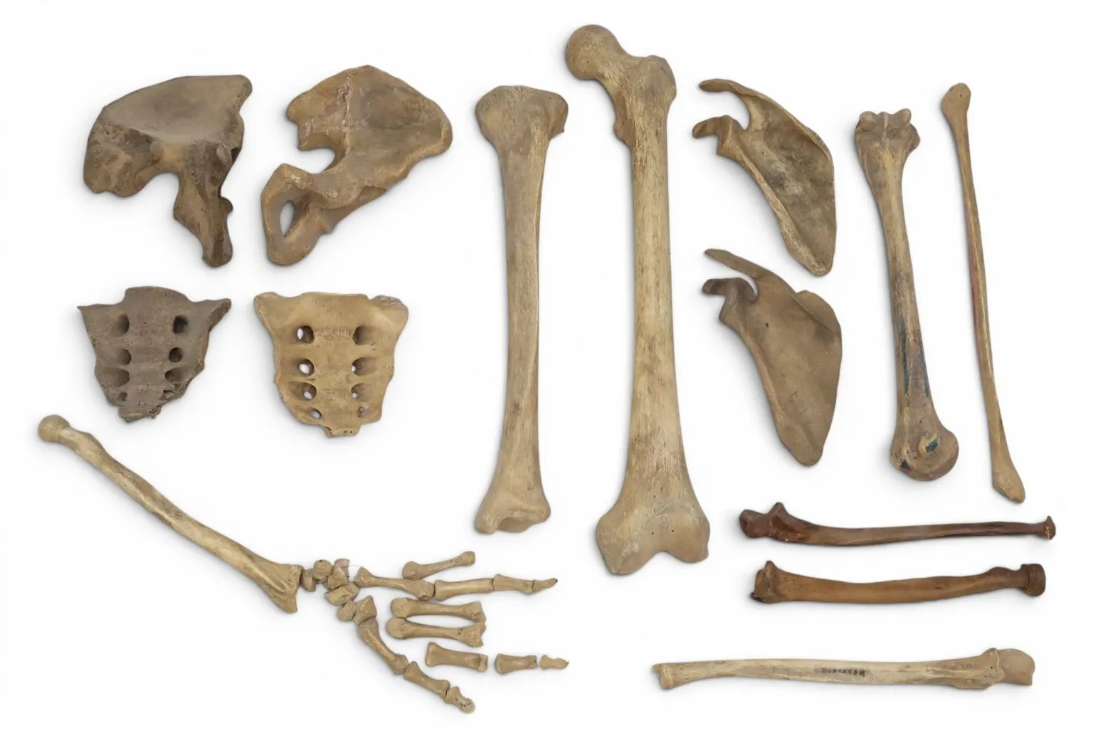 Great Western Auctions A selection of bones, including those of a hand, laid out.
