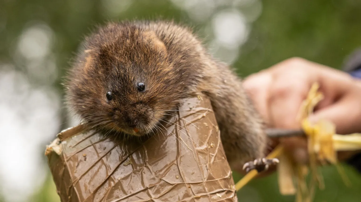Water Voles Reintroduced to Batford Springs Reserve After 40 Years ...