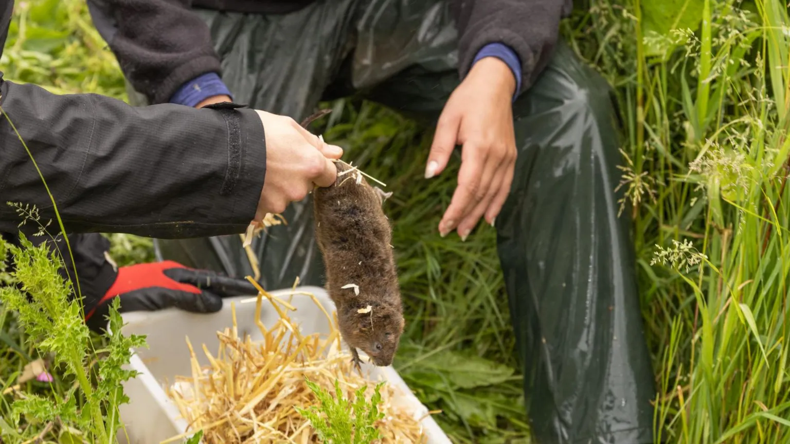 Steve Collins Two people kneel in a grassy, wooded area, holding a water vole during conservation activity. Both are wearing outdoor work clothing; one has red gloves.