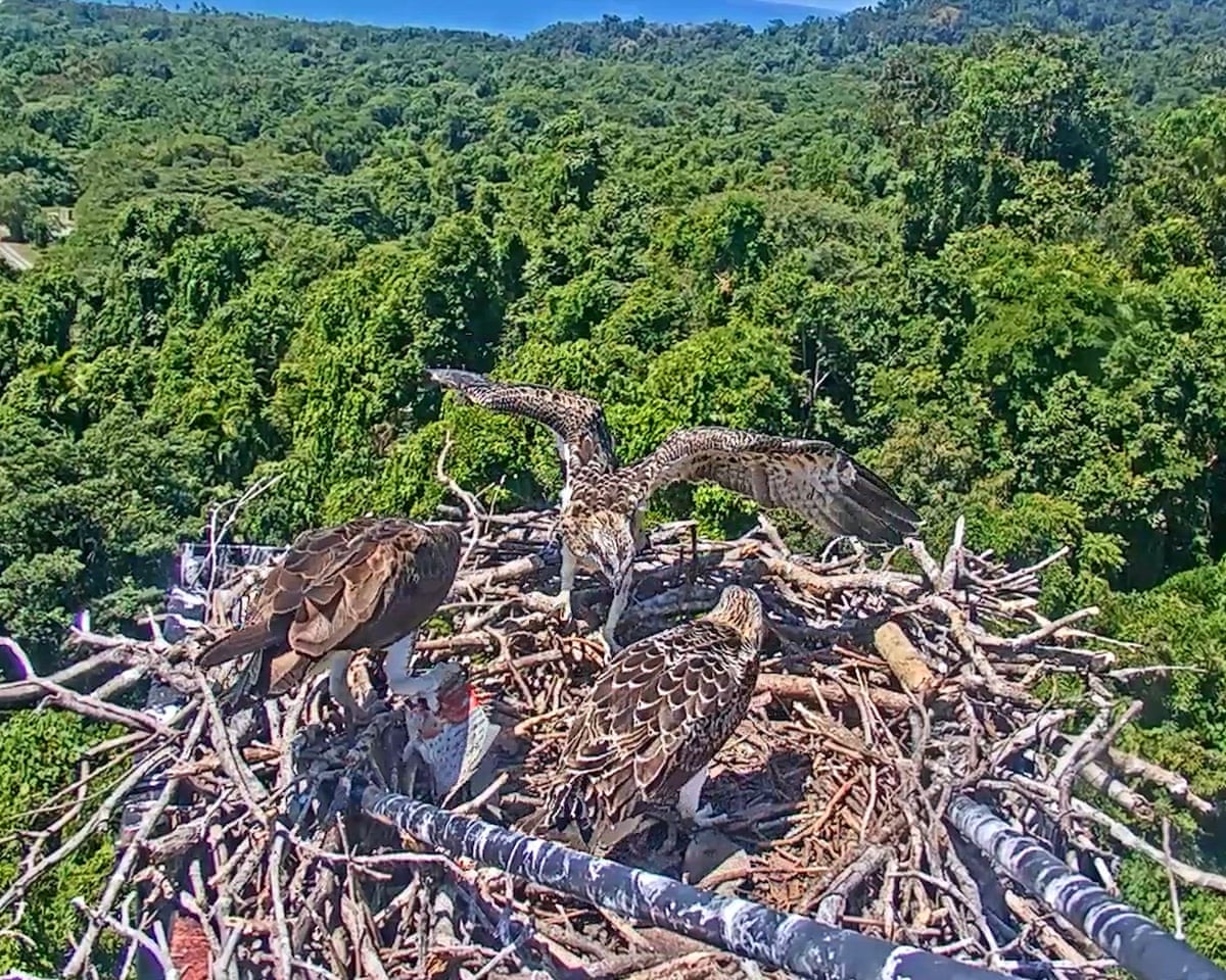 Osprey Queensland cinemagraph #3