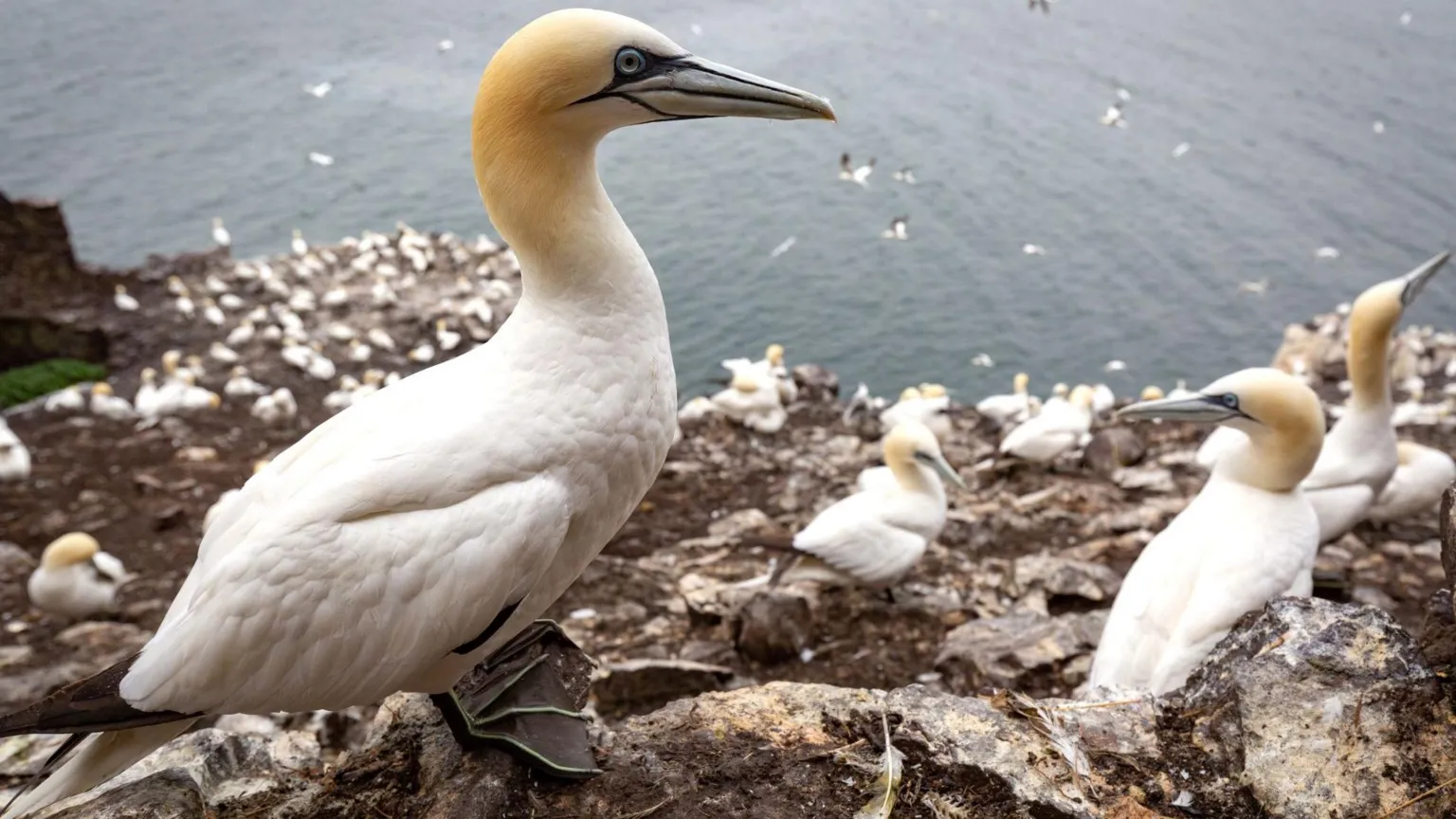 Tom White/ Gannet clinging to the cliffs at Bass Rock with the sea in the background.
