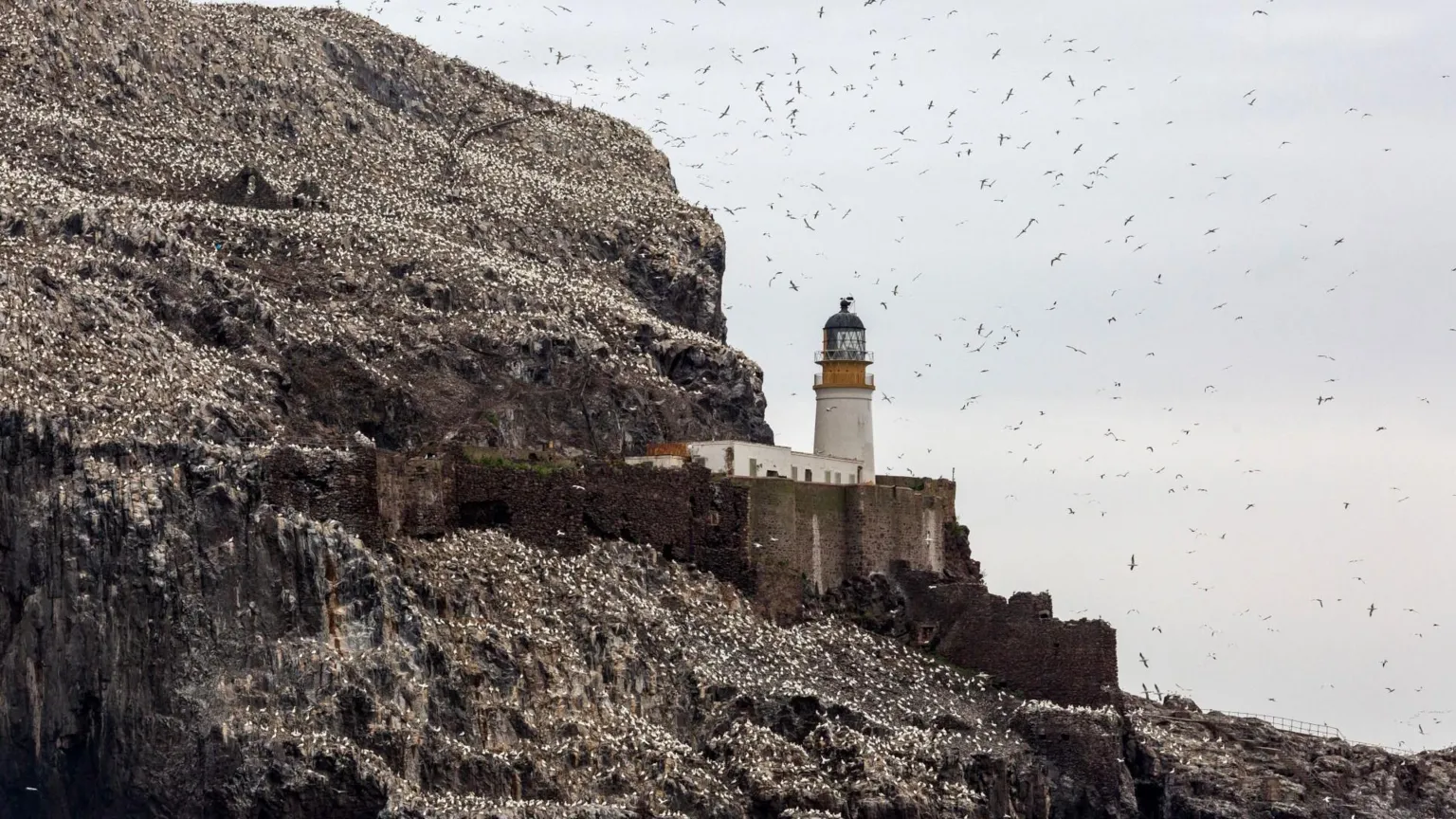 Tom White/ A white lighthouse sits on the edge of Bass Rock surrounded by thousands of gannets both on the island and flying above.