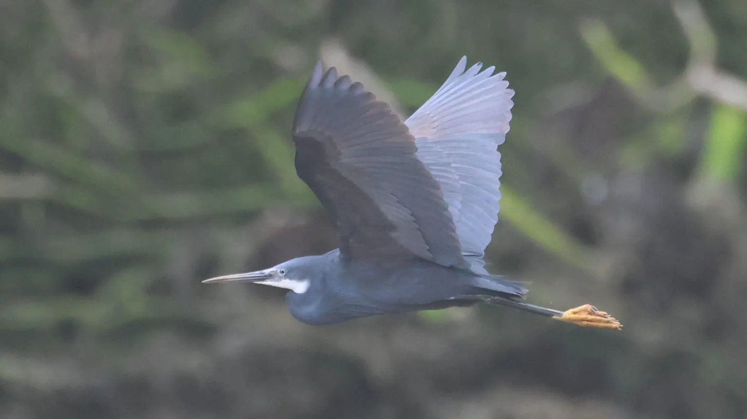 Steve Culley Western reef heron flying in sky.