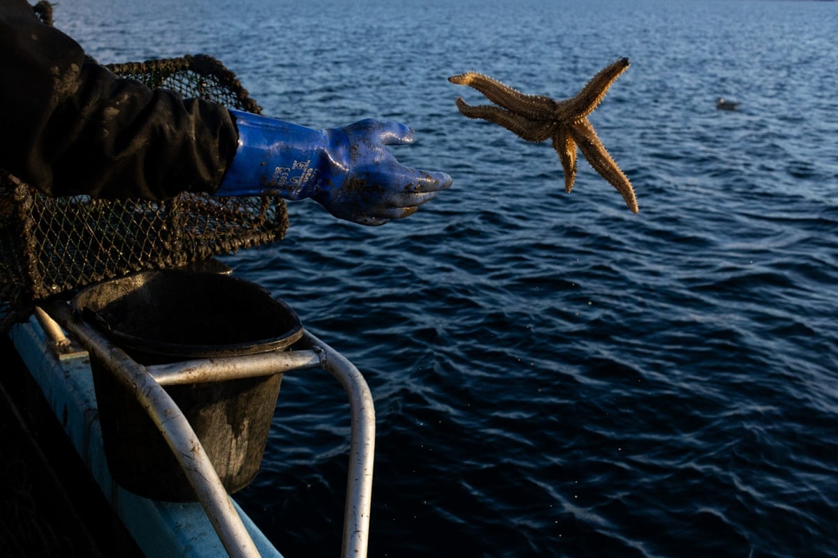 A starfish is returned to the sea