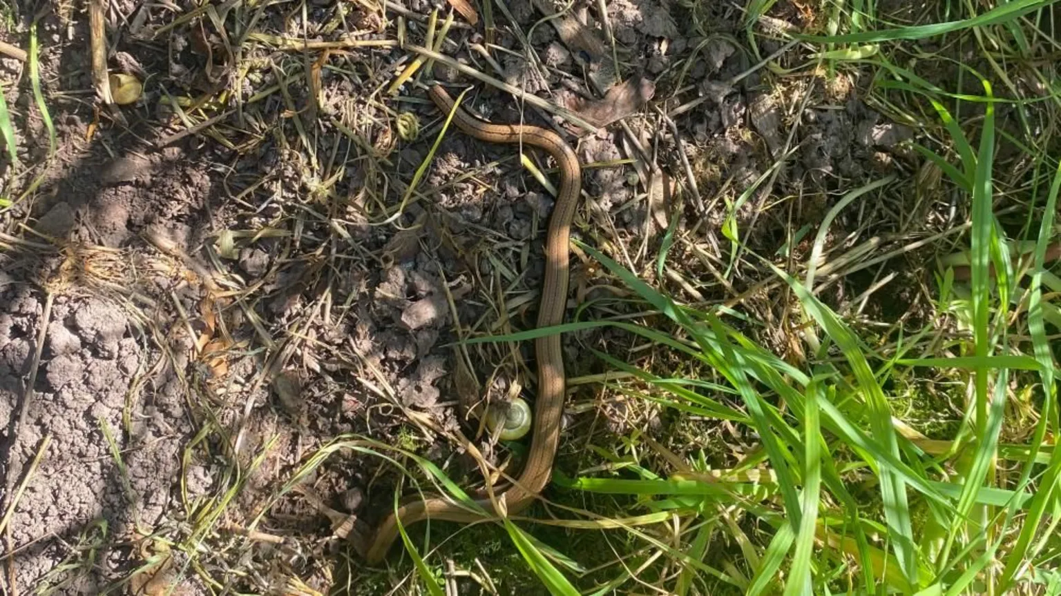 Ellen Knight/BBC Close-up photograph of a slow worm on a muddy patch of earth and grass. The slow worm is a light orange in colour and is covered in scales. The is sunshine filtering through the grass onto the ground.