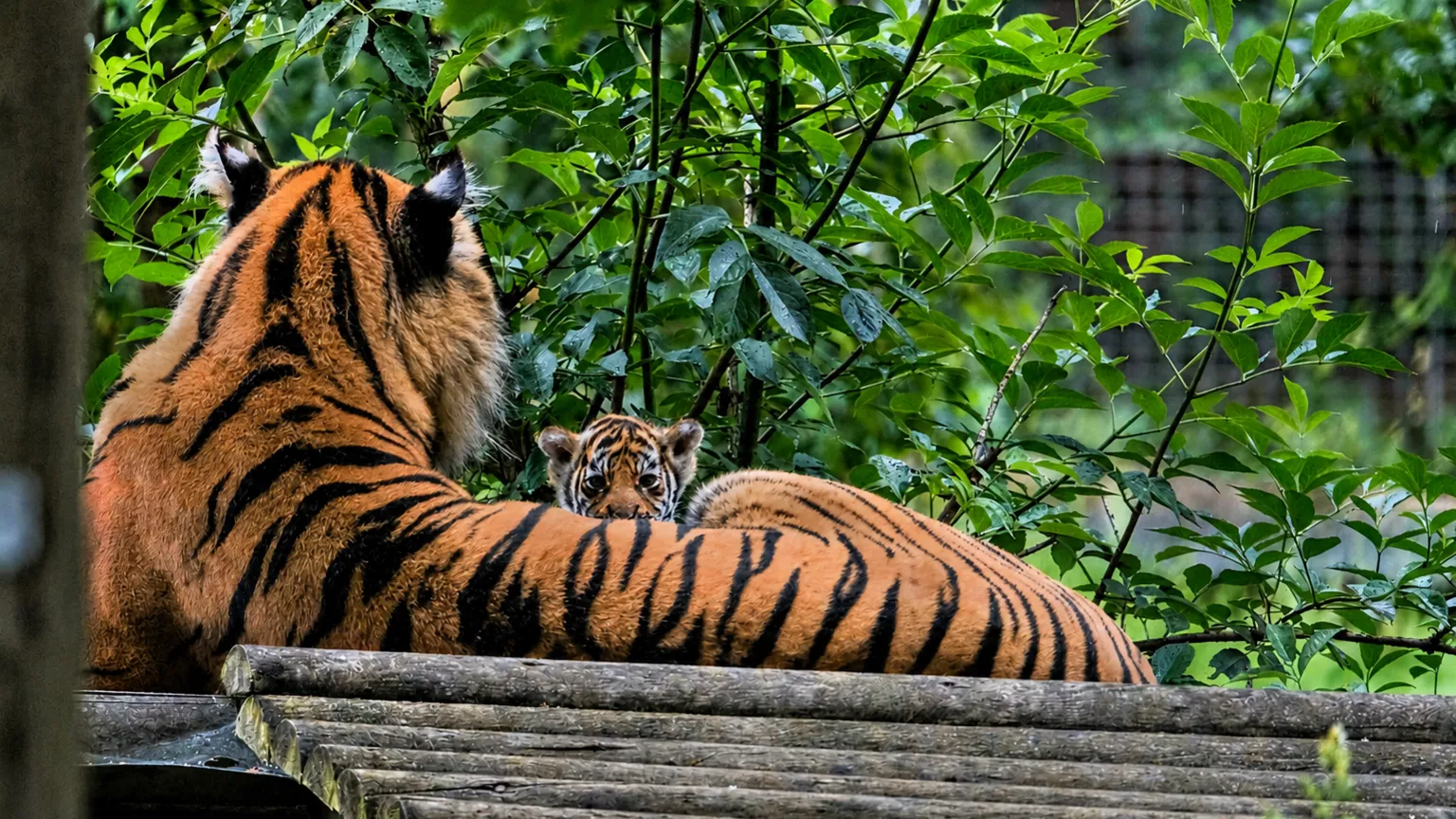 Howletts Wild Animal Park A tiger parent is lying on a wooden platform. A tiger cub is staring from behind the adult tiger. There are plants behind the pair.