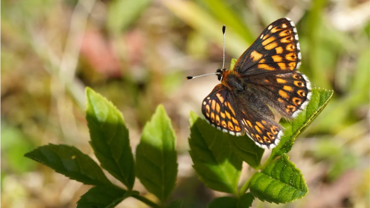 Butterfly Conservation/Jim Higham A black and orange butterfly sits on green leaves. It has black and white striped antennae and a furry body