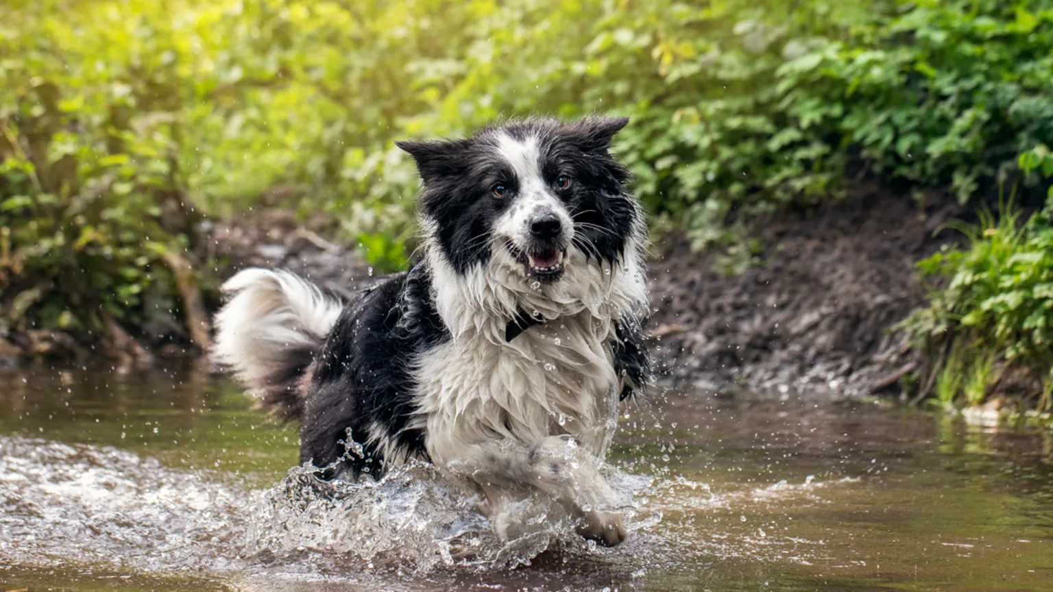 A black and white collie dog is pictured happily splashing through water in a river, surrounded by green leaves at the water's edge. The water looks brown and muddy and the dog looks delighted.