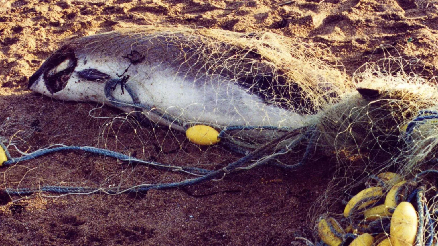 Cornwall Wildlife Trust A porpoise lies on a beach in Cornwall having been caught in a fishing net