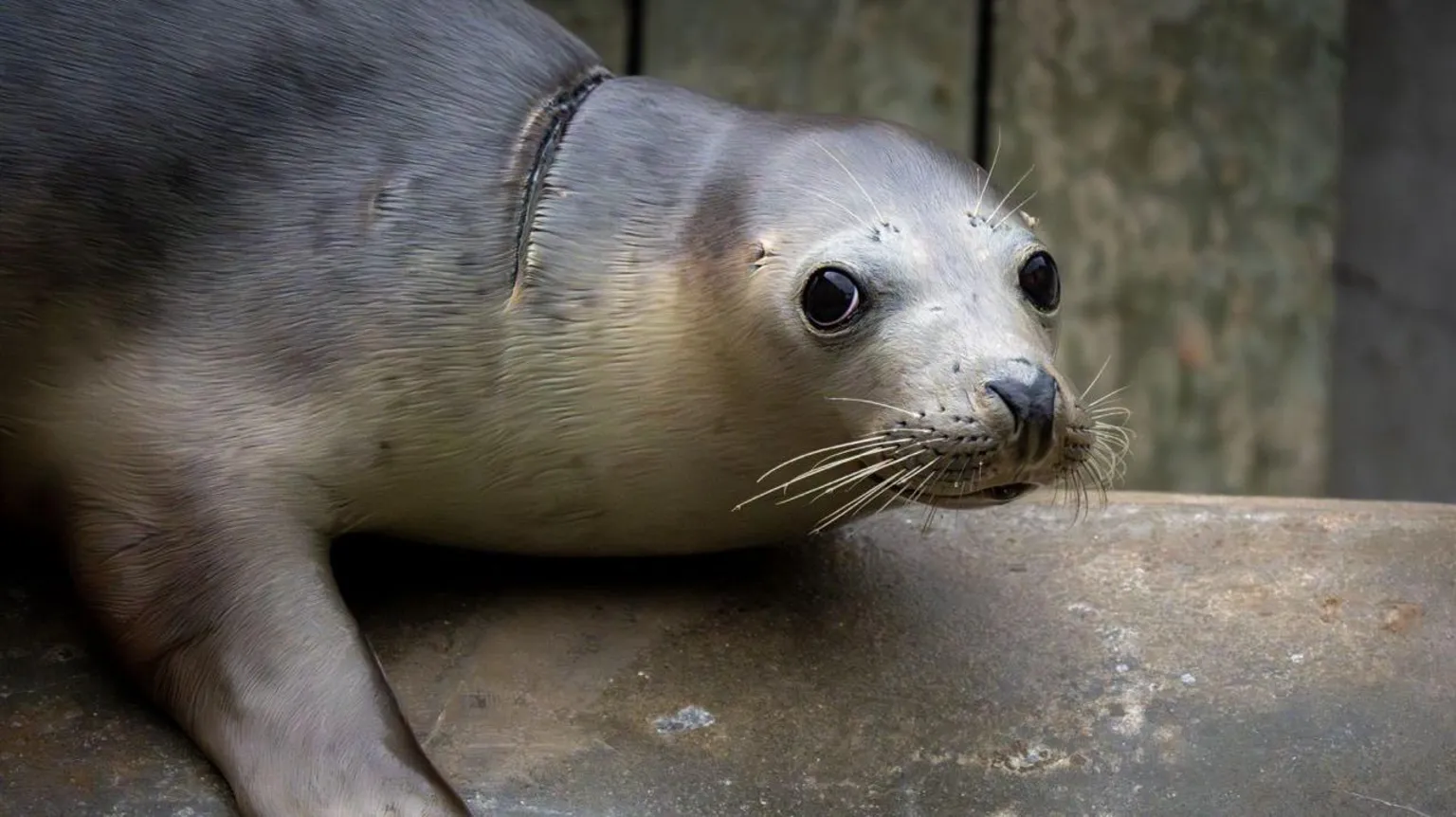 Cornish Seal Sanctuary A grey seal looks to the side and a large scar can be seen on its neck