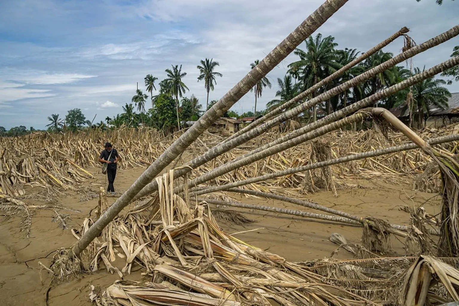 A man walks through the debris of a forest that has been flooded, with trees flattened and bent over in the mud