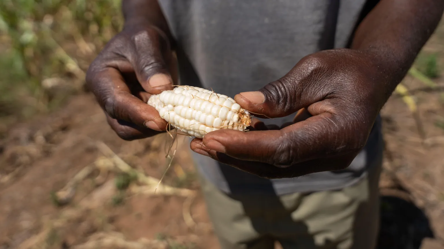 EPA-EFE/REX/Shutterstock A farmer holds a small pale ear of corn, grown on his farm in Zambia, that was affected by drought, driven in part by a previous El Niño event.