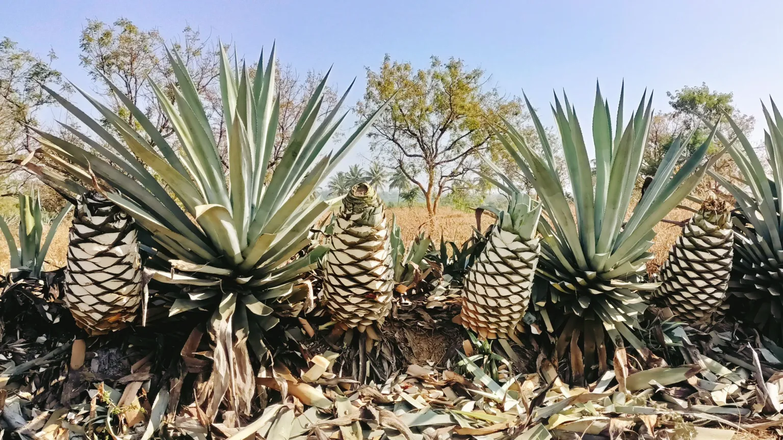 India's Agave Industry Emerges, Transforming Desert Plant into 'Blue ...