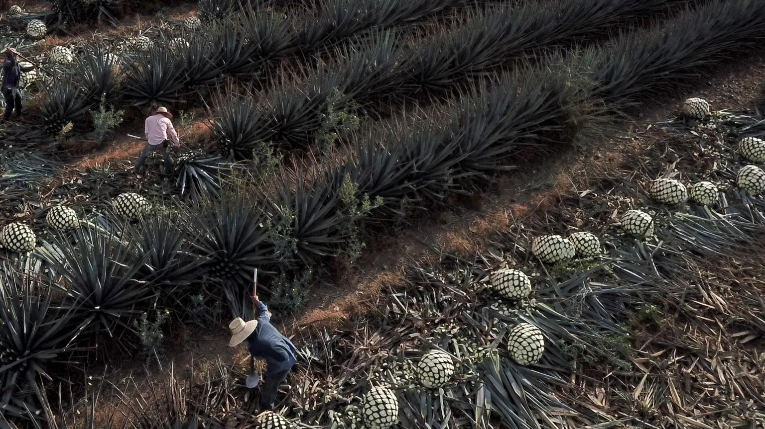 Workers harvest blue agave plants in Jalisco, Mexico.