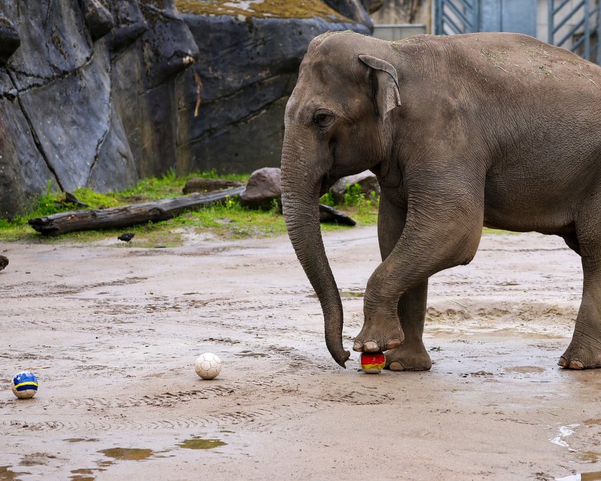 Elephant Tarak selects the ball bedecked in German colours.