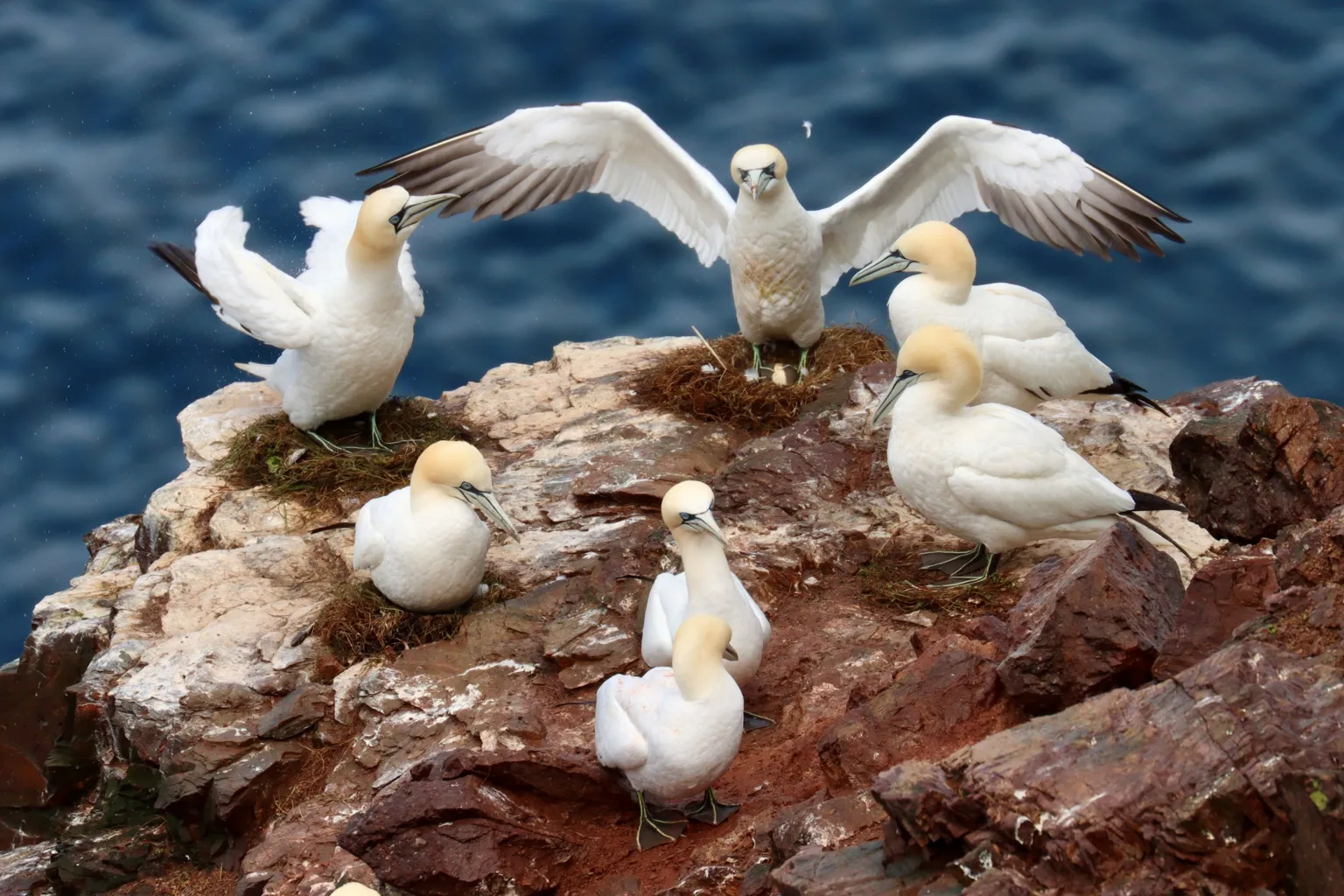 Sheila Tough A group of gannets in a circle at Troup Head RSPB reserve. It looks like a gathering being addressed by the bird with its wings outstretched.