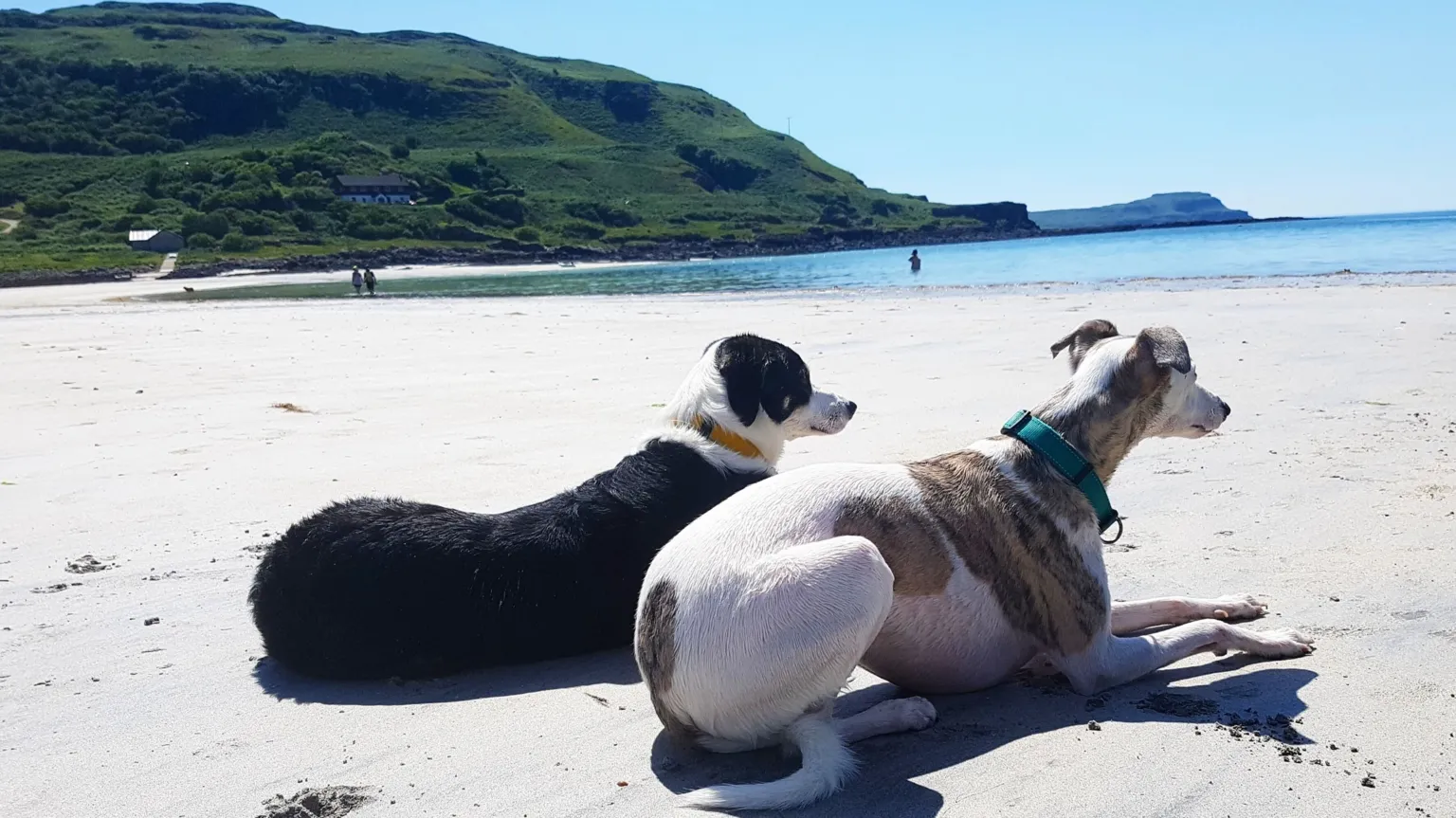 Demi Chalioti Two dogs sitting on a sandy beach, looking out to the sea.