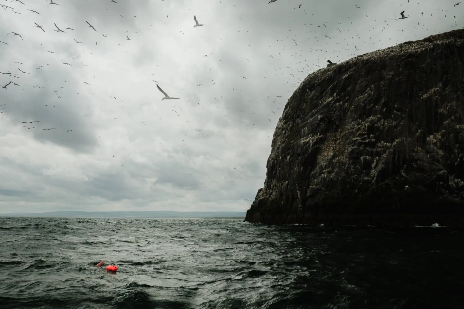 David Furley A flock of gannets and other birds flying in the air towards the Bass Rock island, as a swimmer goes past in the water.