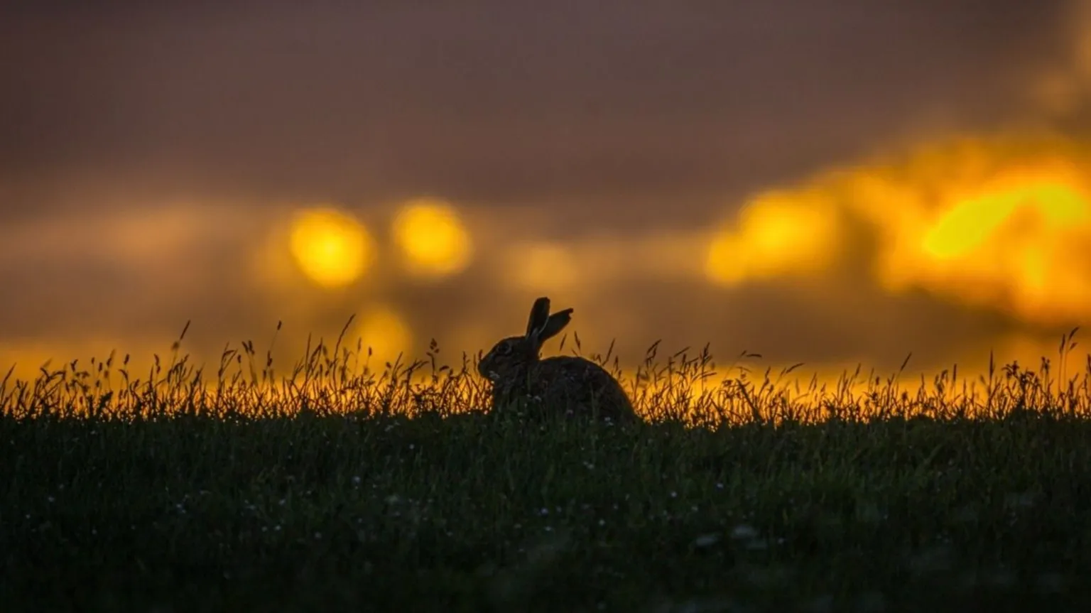 Sharon Macpherson A sunset, with a hare sitting on grass