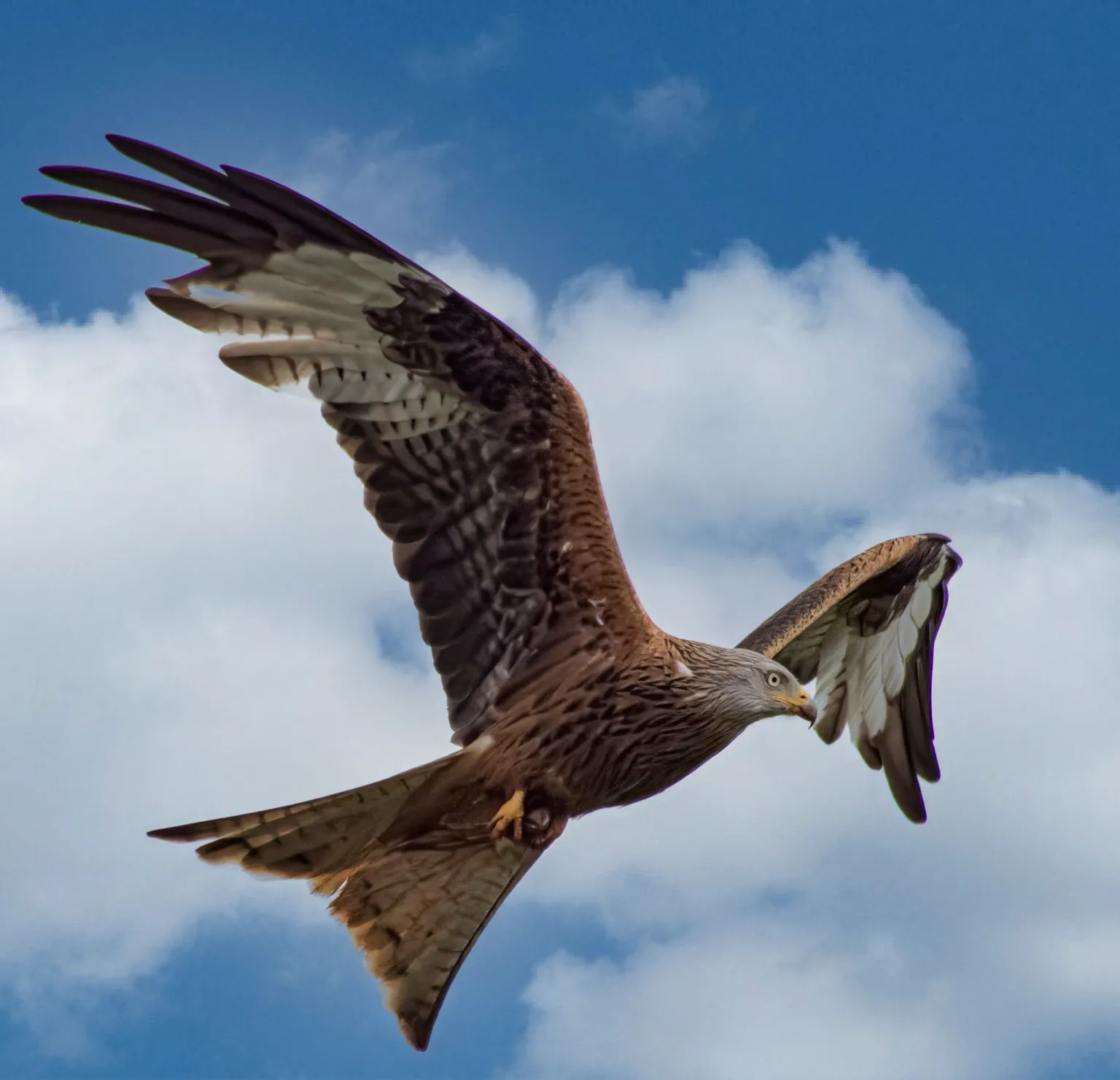 Nicola Orr A red kite flying in the sky
