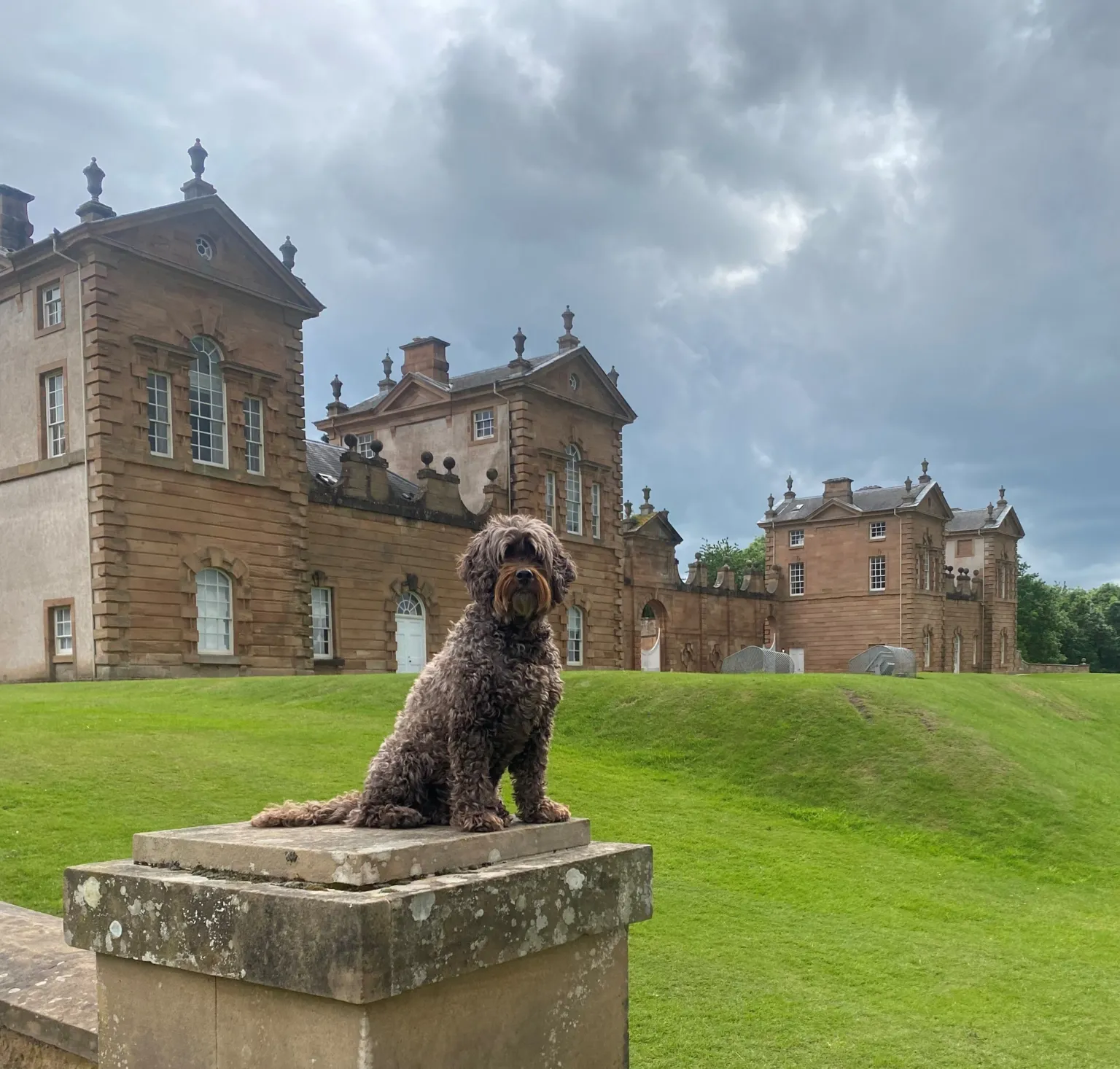 Calum Melrose Milly the cockapoo sitting on a pillar with a large house in the background.