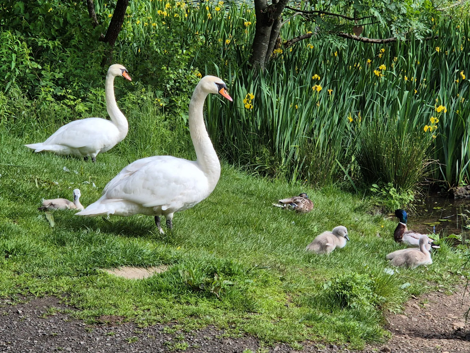 Stella McKay-Wood A group of swans - two adults and their babies, on the banks of a loch