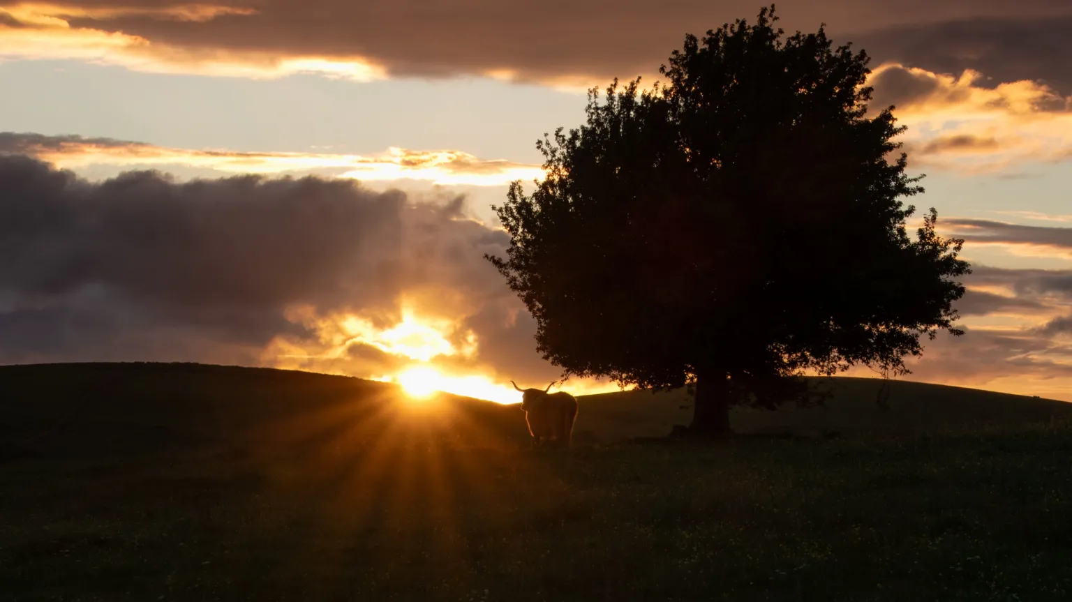 Marian van Kleinwee The sun setting over a field, with the light striking a Highland cow grazing there.