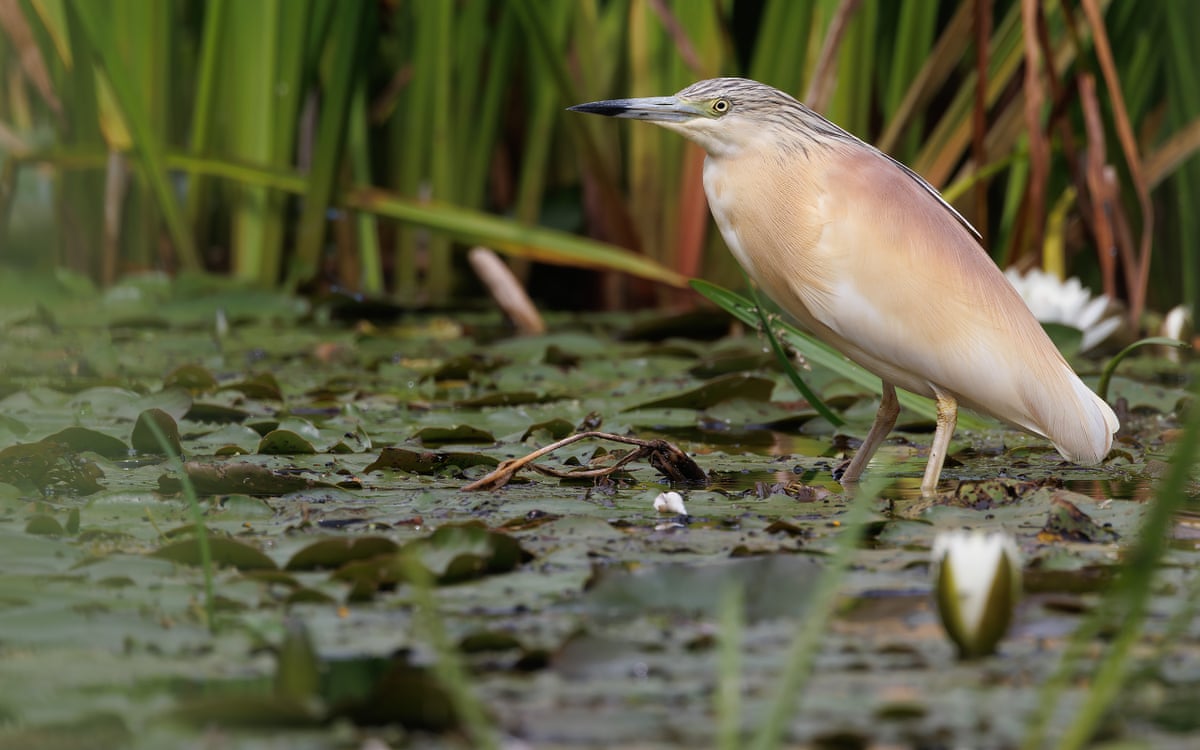 A heron standing among lily pads in a pond.