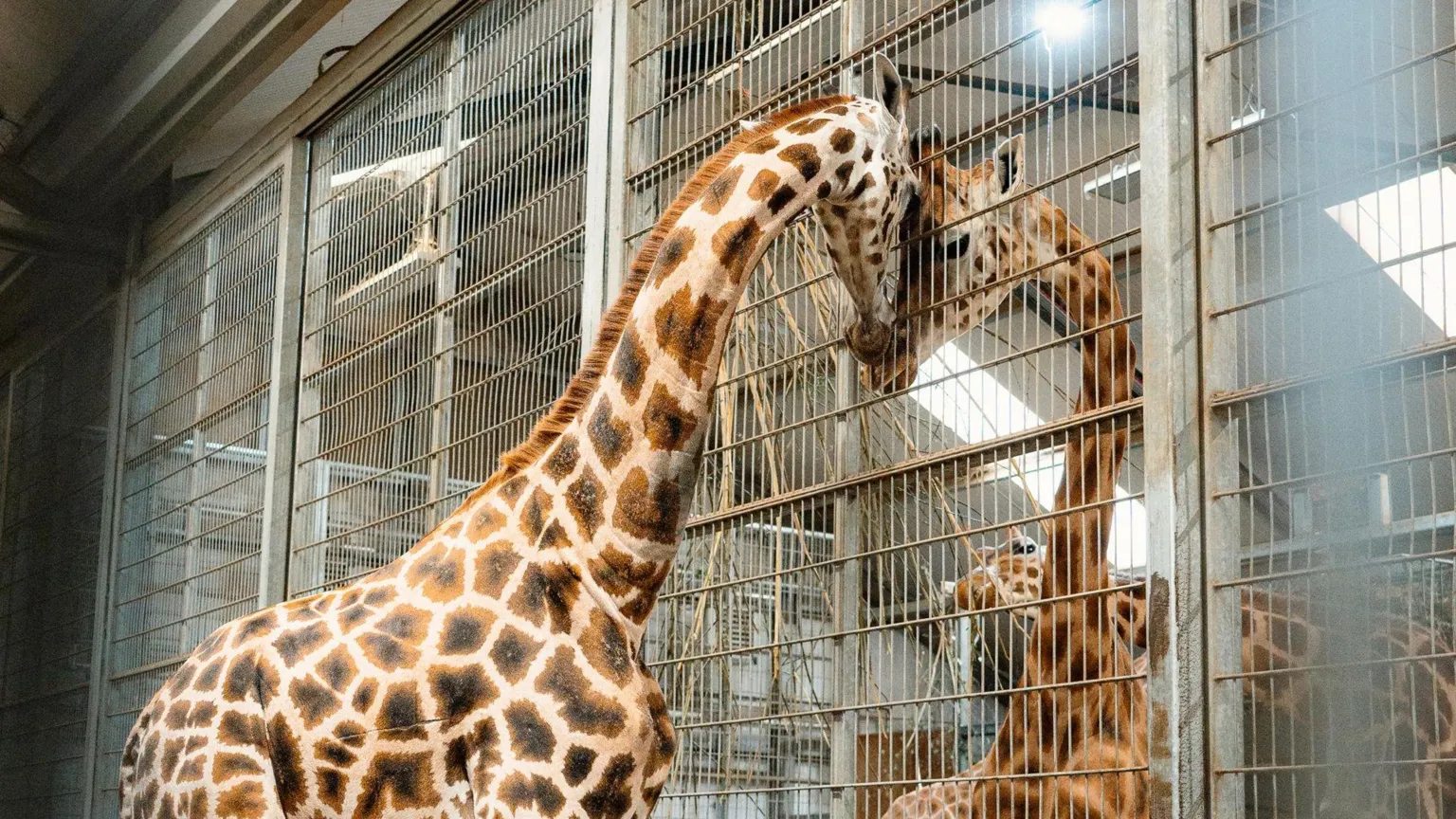 Tom Anders Stanley stands alone in his enclosure, with his head against the side of the metal railings. Another giraffe stands on the other side, and they press their heads together. 