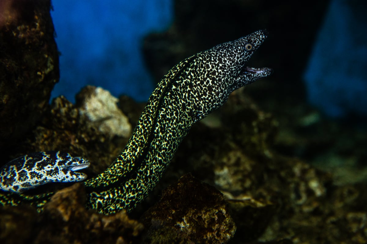 Two moray eels in the National Aquarium of La Havana.