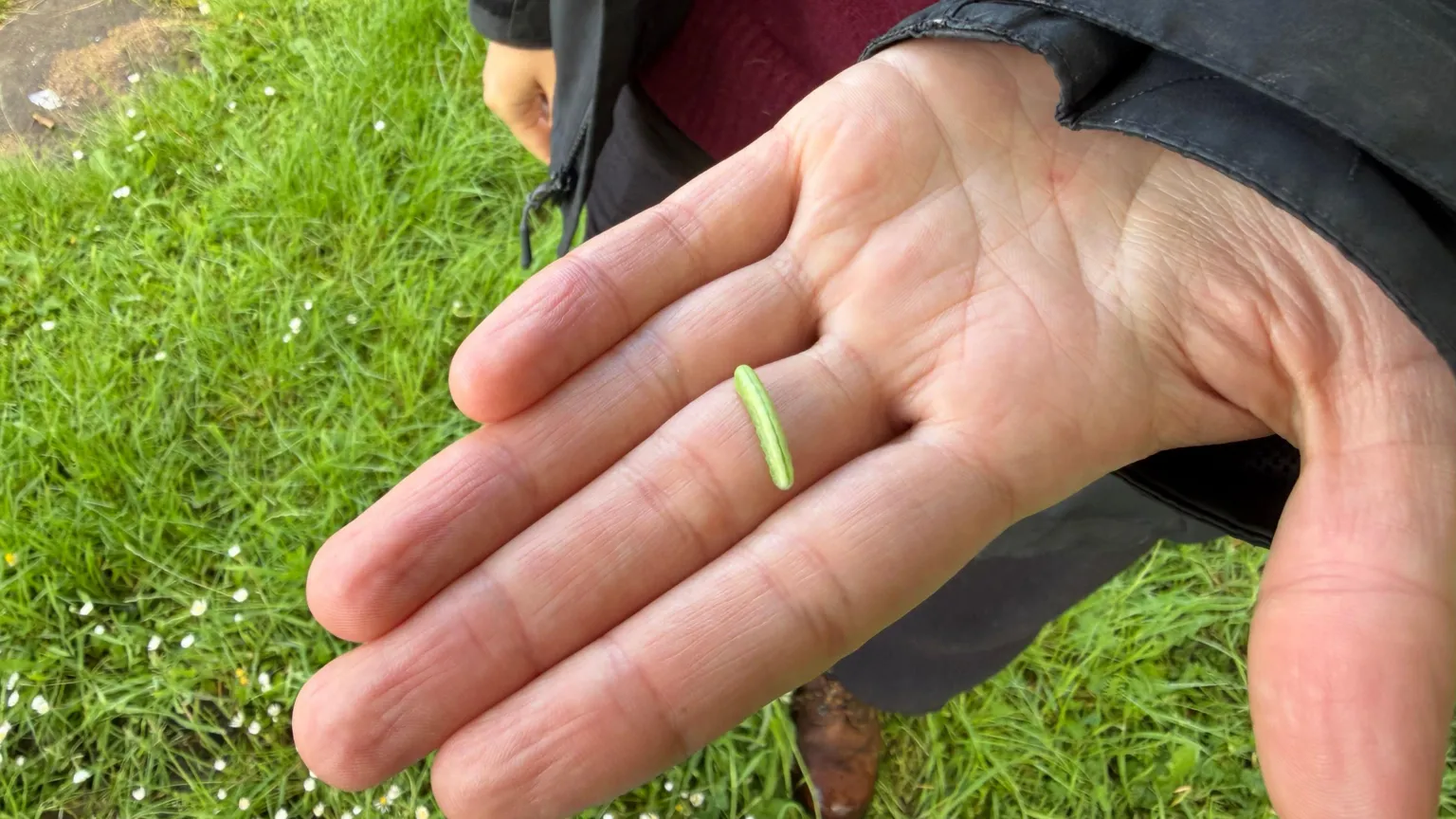 A hand holding the larvae of the ash sawfly, it is green and the width of a finger.