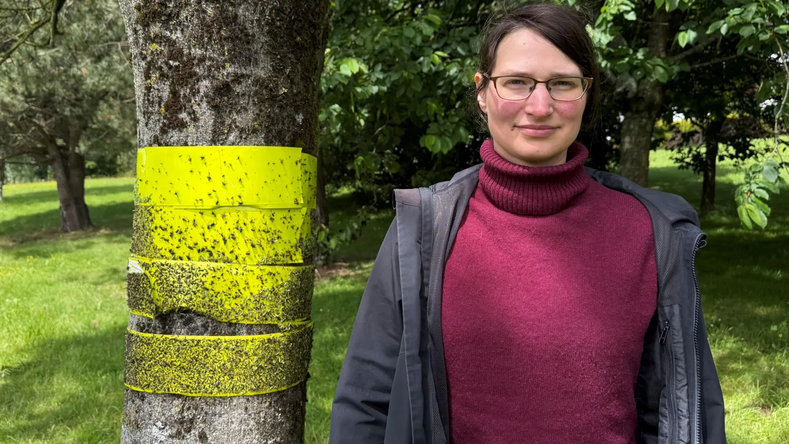 A woman with dark hair and glasses, she is wearing a black coat and maroon jumper. Behind here is a tree with a yellow sticky trap and bugs stuck to it.