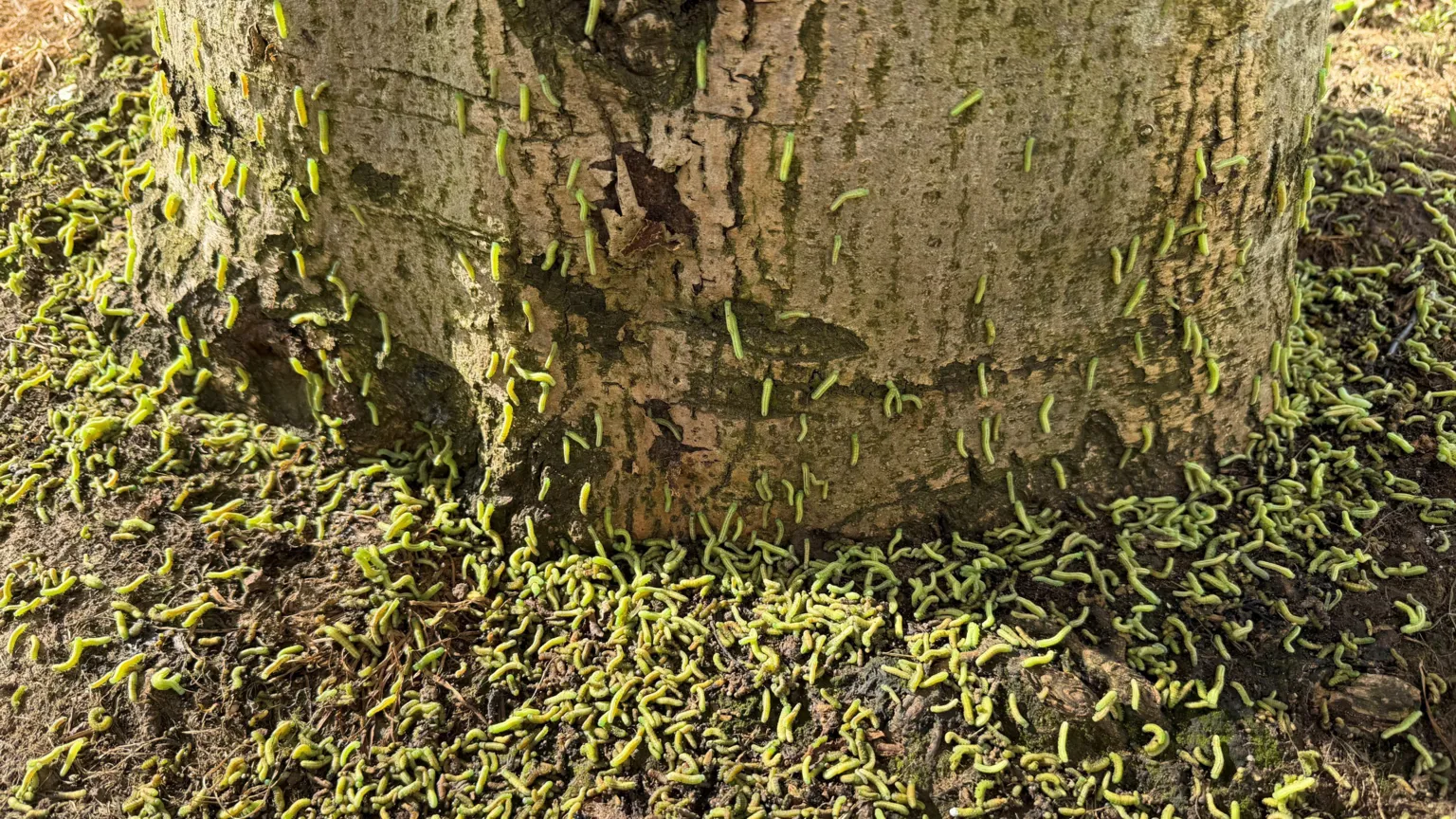 Hundreds of larvae at the base and on the trunk of an ash tree