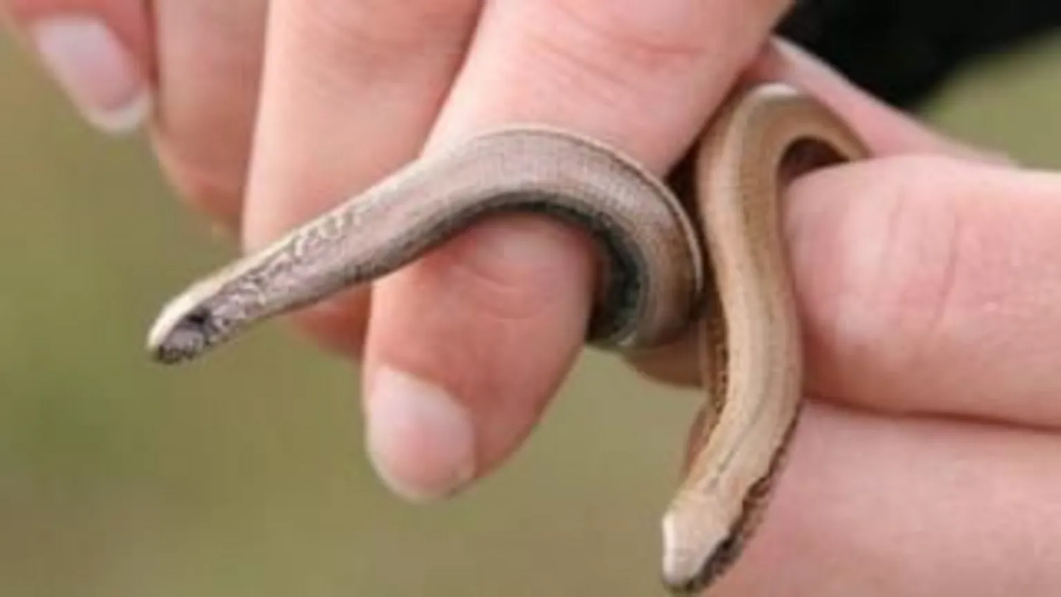 The image shows a close-up scene of a small, smooth-bodied reptile being gently held between two human hands. The animal is long and slender with a cylindrical shape, and its skin appears glossy and smooth, in shades of light brown and grey with faint darker striping along its body.
