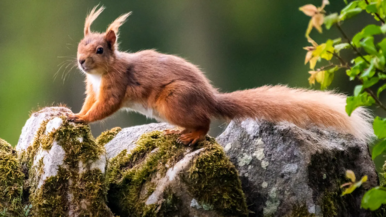 Ian Glendinning A red squirrel is sitting on three moss covered rocks with its front paws on the first one and its rear paws on the second and its tail brushing the third 