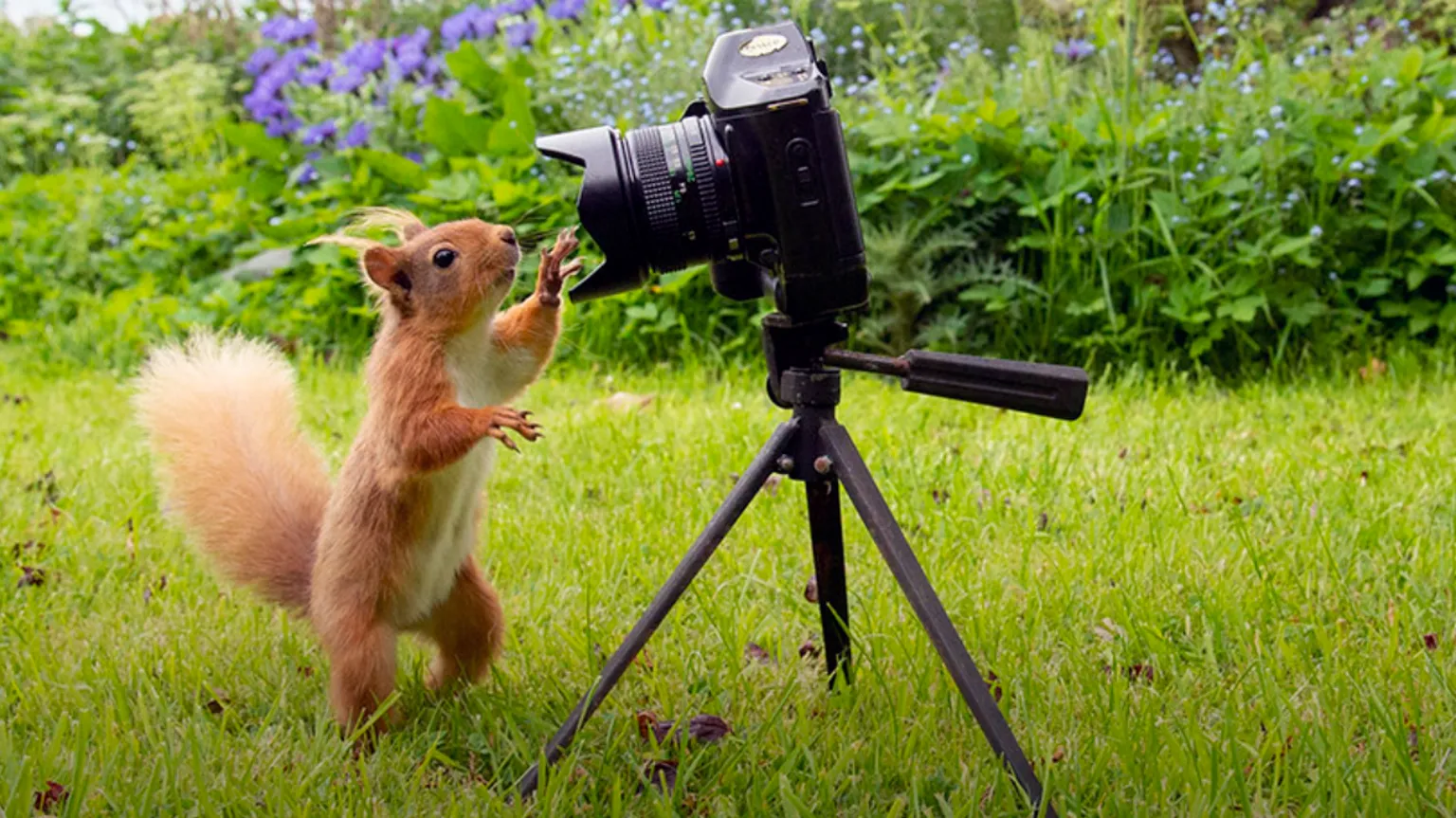 Ian Glendinning A red squirrel is standing on its red legs looking at a camera which is on a three-legged tripod. There is grass and a bank of ferns behind 