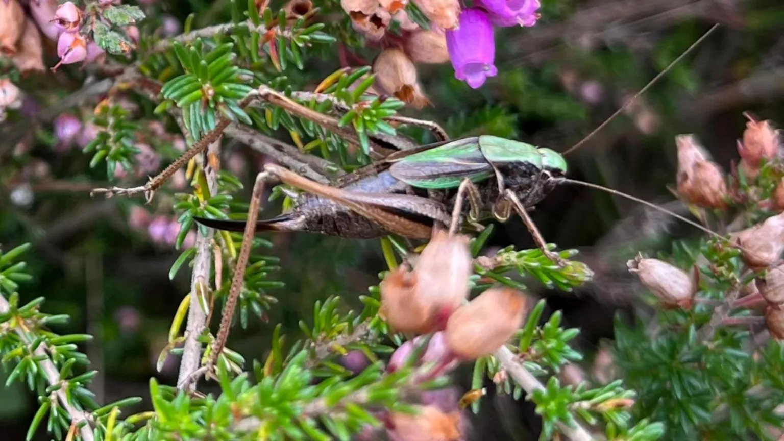 Pamela Abbott A close up of a bog bush cricket resting on an evergreen twig. It has a long brown body with a bright green flash down the top of its head and top half of its body.
