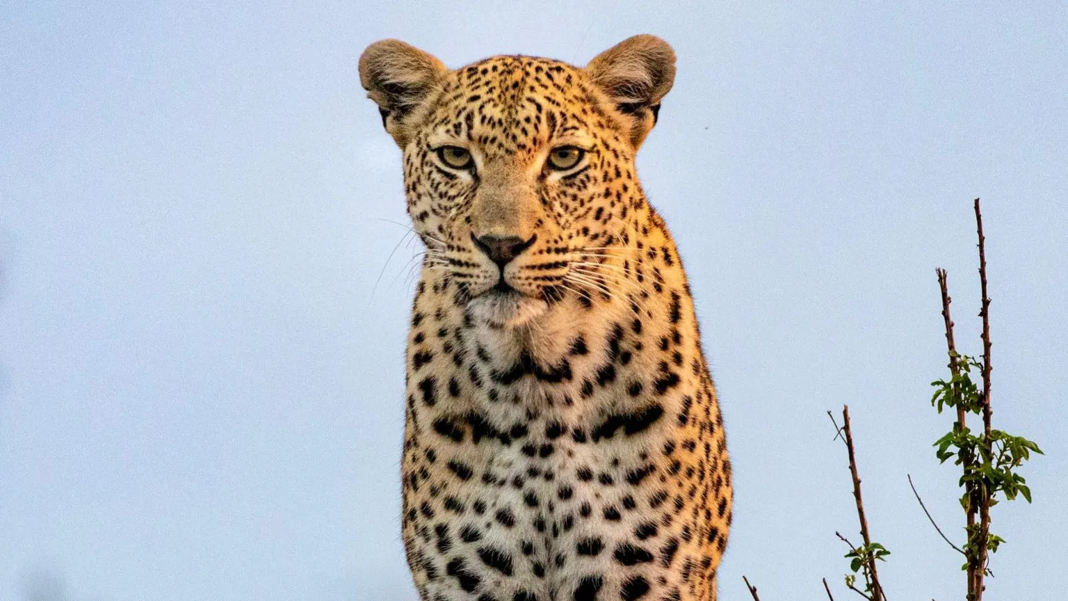 A leopard, Panthera pardus, sitting on a mound looking at the camera