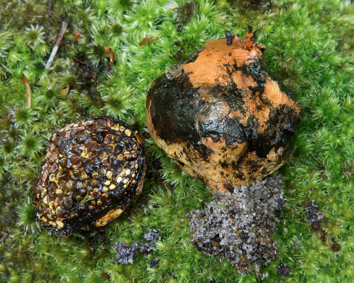 Two Pisolithus madagascariensis fungi laid out on moss