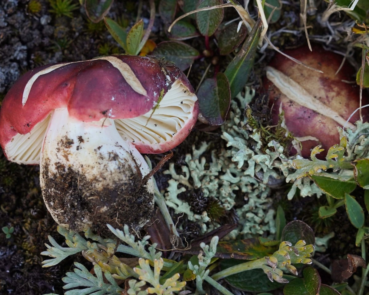 Two Russula neopascua fungi