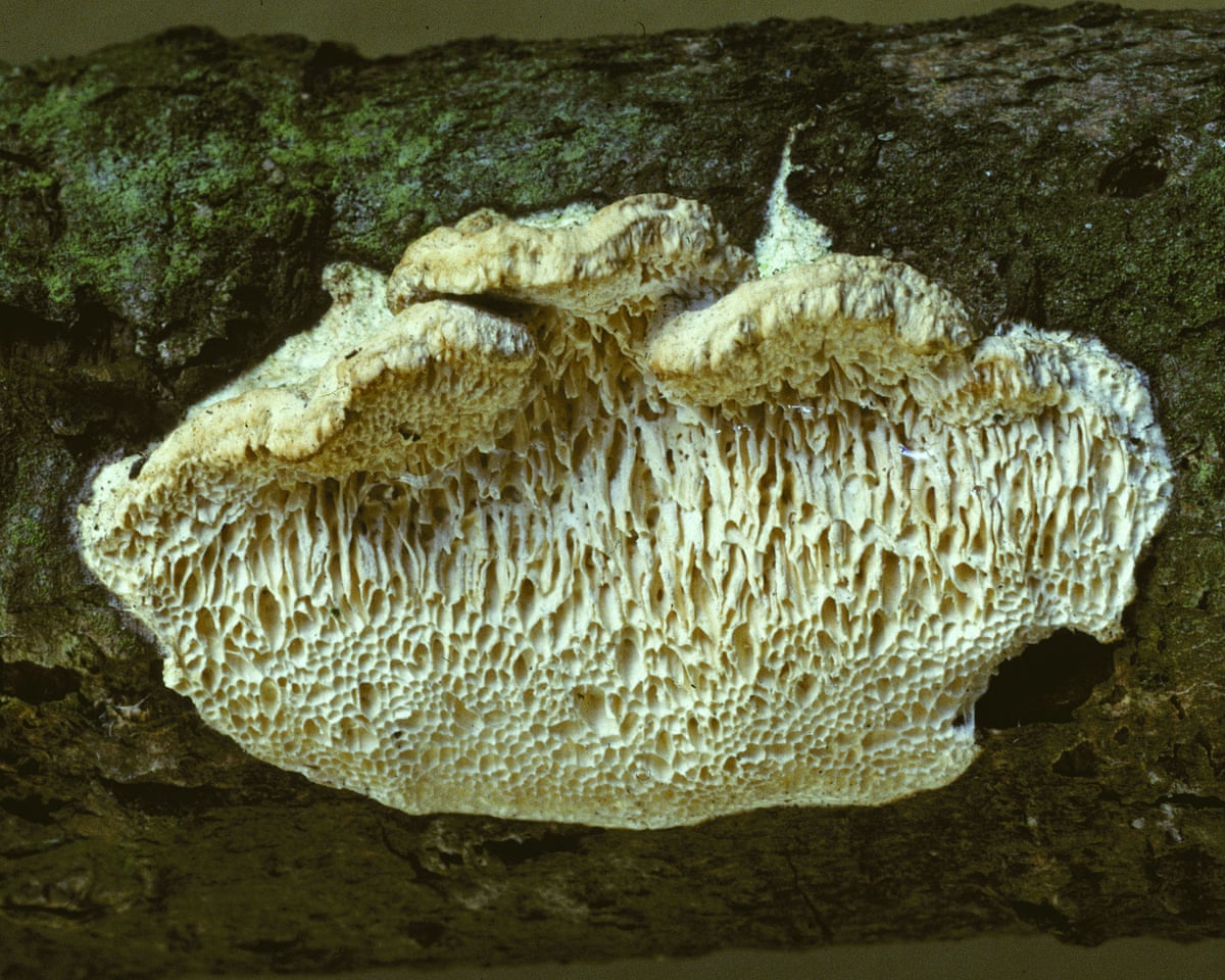 A Fomitopsis solaris on the underside of a willow branch